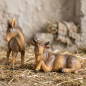 Preview: Handbemalte Krippenfiguren Ochse und Esel 2-tlg., ca. 9 cm, K 001-03