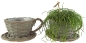 Preview: 2er Set Natürliche Pflanztasse ca. 11 cm - Gartendekoration